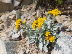 Jacobaea insubrica