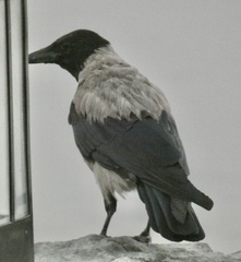 Corvus cornix