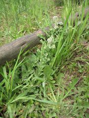 Lepidium heterophyllum