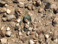 Lachenalia klinghardtiana