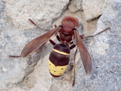 Vespa orientalis