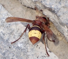 Vespa orientalis