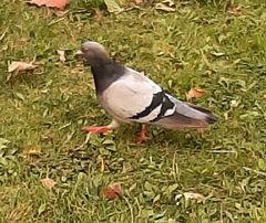 Columba livia