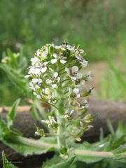 Lepidium heterophyllum