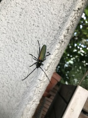 Aromia moschata moschata