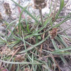 Plantago nivea