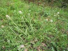 Lepidium heterophyllum