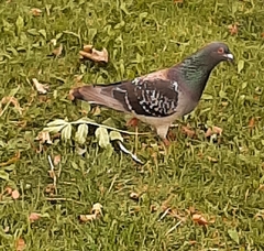 Columba livia