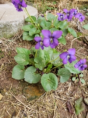 Viola sororia