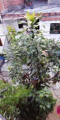 Dracaena fragrans compacta