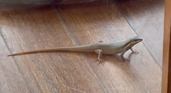 Trachylepis quinquetaeniata