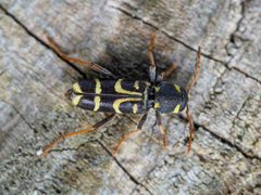 Xylotrechus