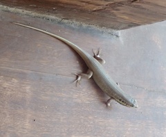 Trachylepis quinquetaeniata