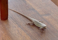 Trachylepis quinquetaeniata