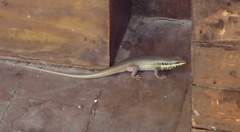 Trachylepis quinquetaeniata