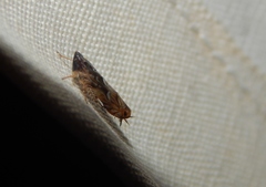 Scaphoideus omani