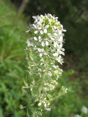 Lepidium heterophyllum