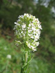 Lepidium heterophyllum