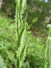 Lepidium heterophyllum