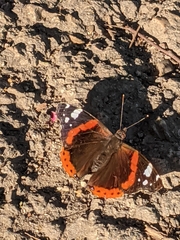 Vanessa atalanta