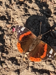 Vanessa atalanta