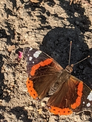 Vanessa atalanta