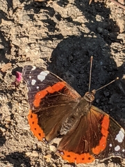 Vanessa atalanta