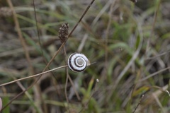 Xeropicta derbentina