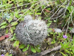 Escobaria dasyacantha