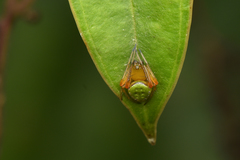 Araneus viridiventris