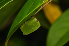 Phyllochoreia ramakrishnai