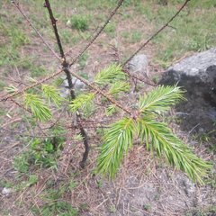 Abies religiosa