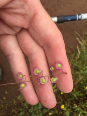 Thysanocarpus radians