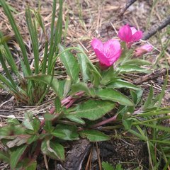 Oenothera deserticola