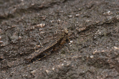 Amorphoscelidae