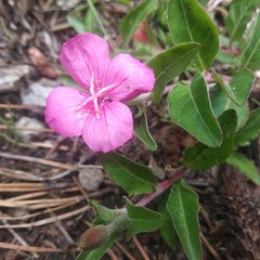 Oenothera deserticola