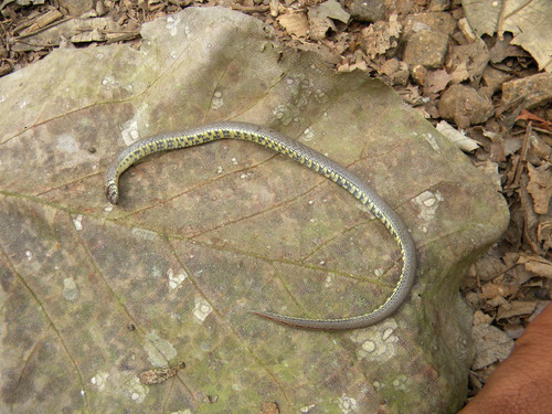 Malabar Brown Kukri Snake