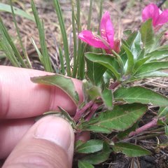 Oenothera deserticola