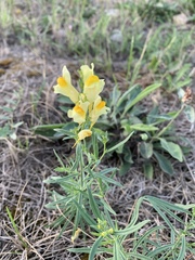 Linaria vulgaris