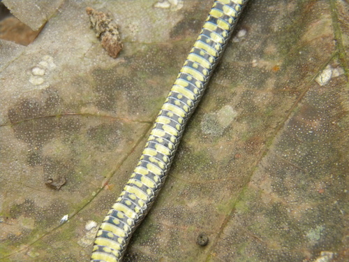 Malabar Brown Kukri Snake