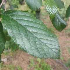 Alnus jorullensis