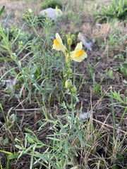 Linaria vulgaris