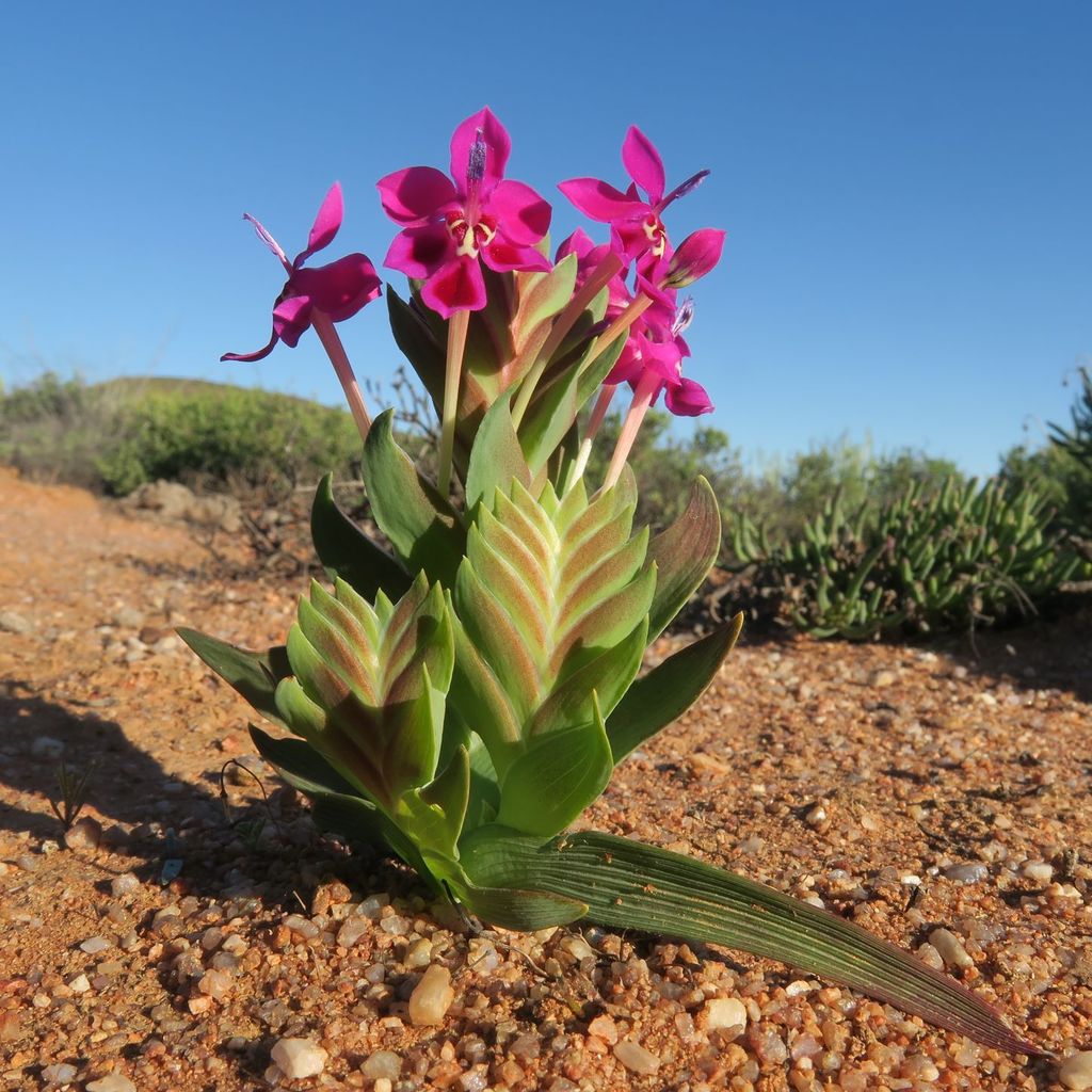 Lapeirousia silenoides, Farm Brakputs, Namakwa, South Africa