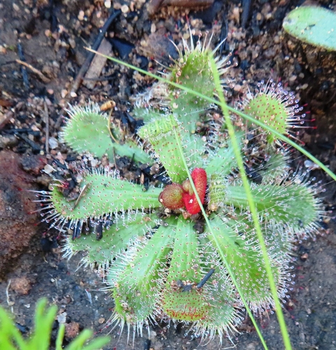 Drosera pauciflora