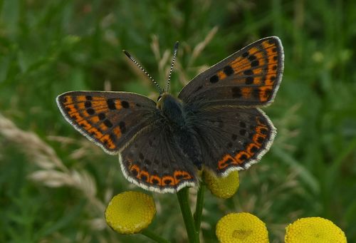 Sooty Copper, Ede, Nederland, photo 6 of 10
