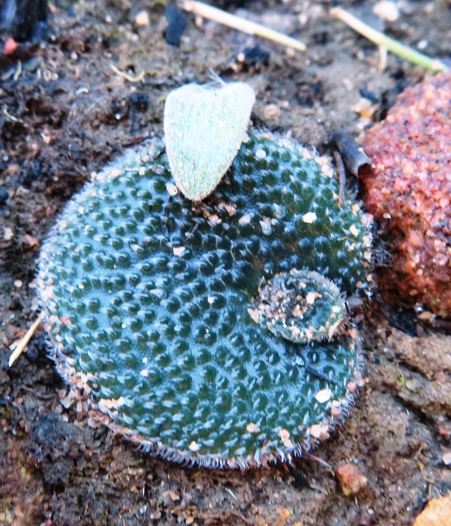 Holothrix cernua