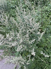 Artemisia vulgaris