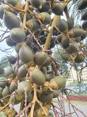 Arecaceae