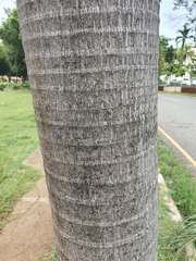 Arecaceae