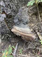 Fomitopsis schrenkii